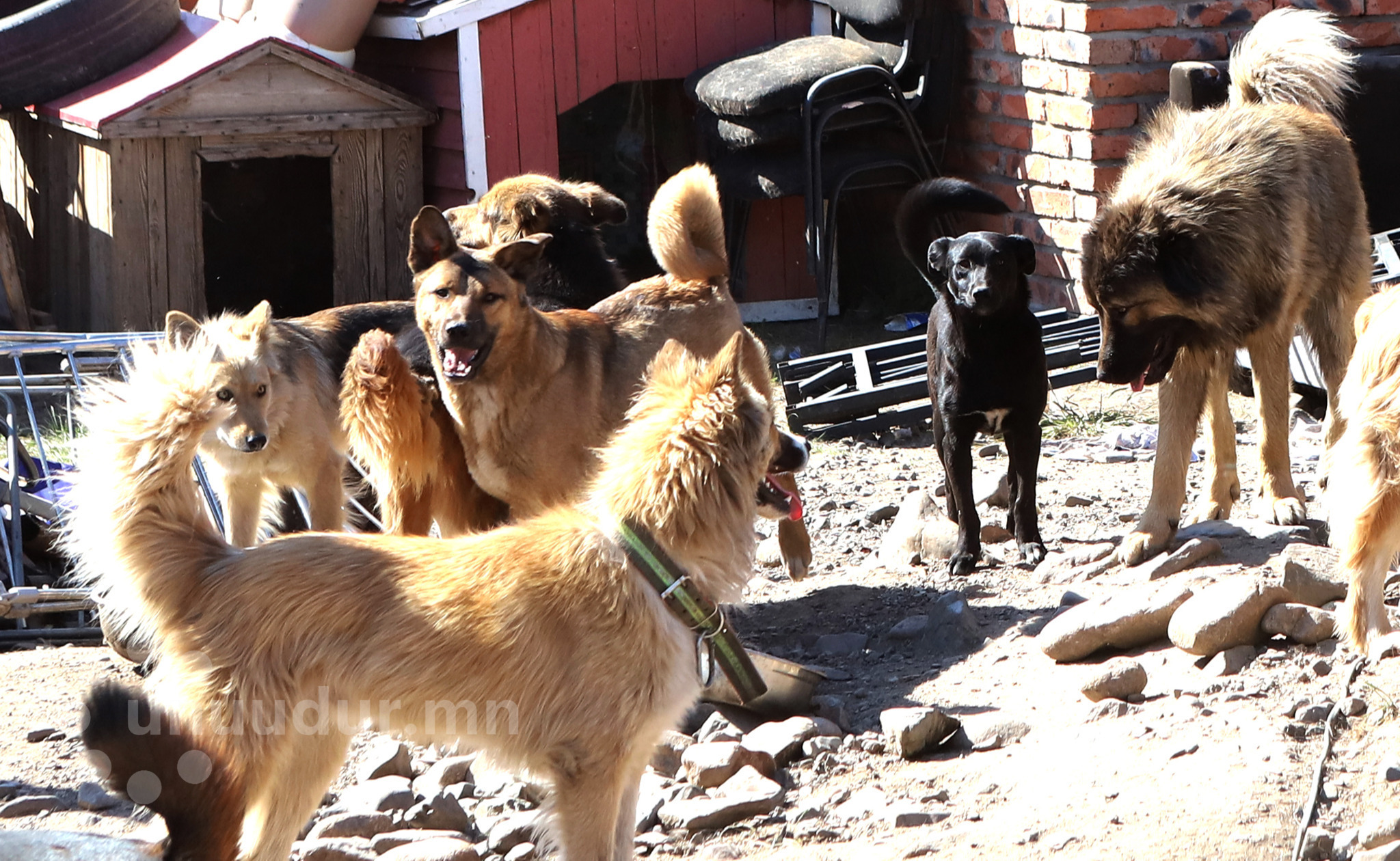 Don’t adopt pets just to abandon later